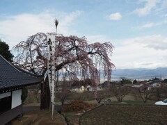 高台の枝垂桜
