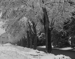 雪の並木道 2