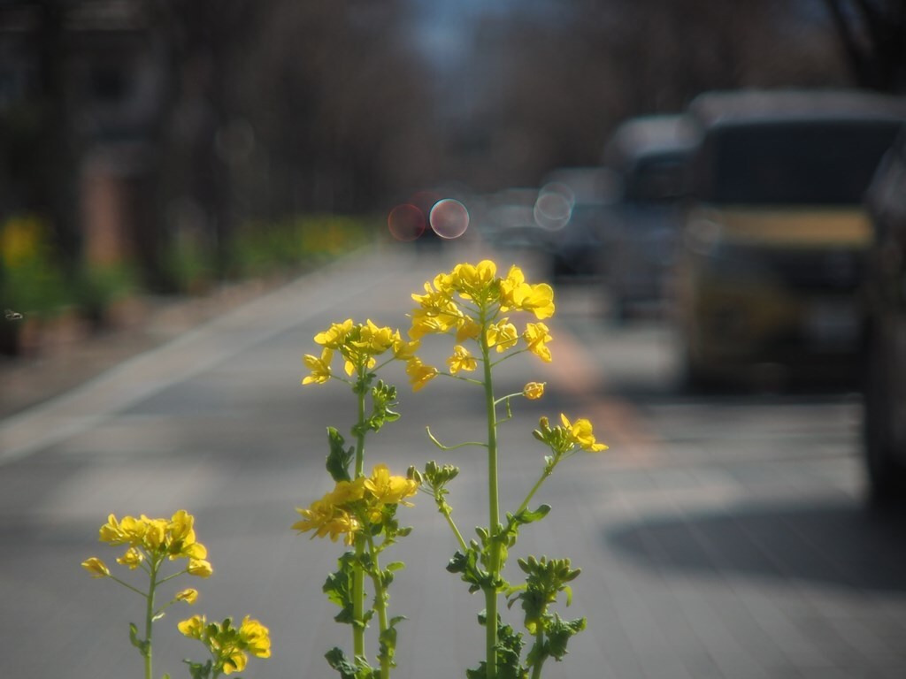 菜の花