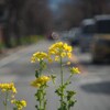菜の花