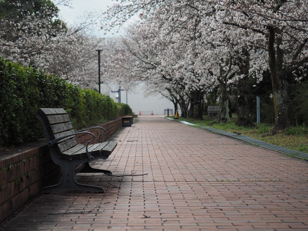 桜並木 1