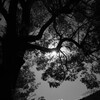 初冬のお寺 七景 3