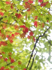 紅葉の始まり