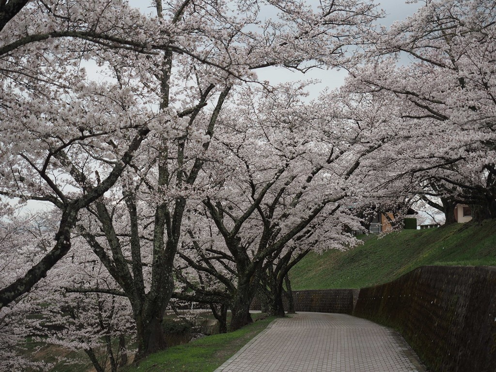 桜 4