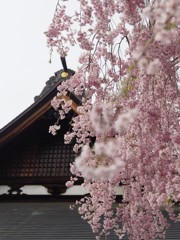 山寺の枝垂れ桜 2