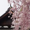 山寺の枝垂れ桜 2