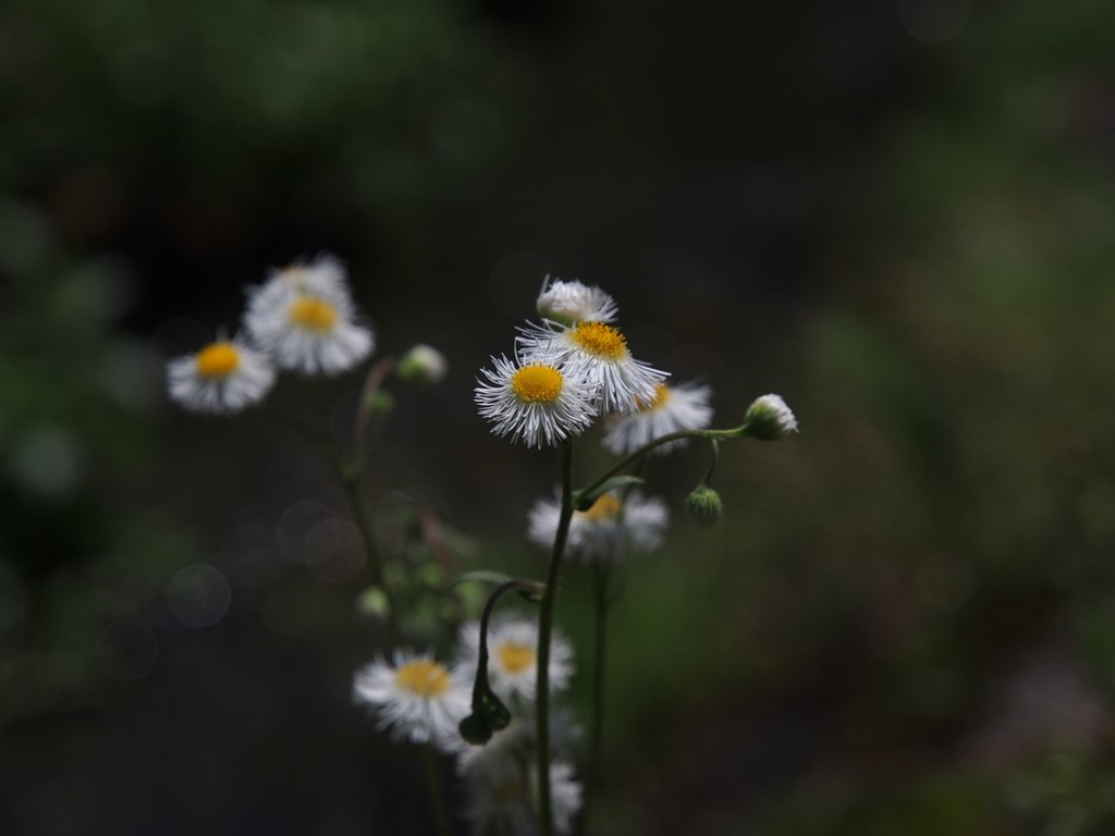 野草