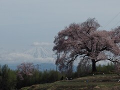 一本桜と富士山