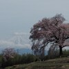 一本桜と富士山