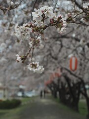 桜並木 5