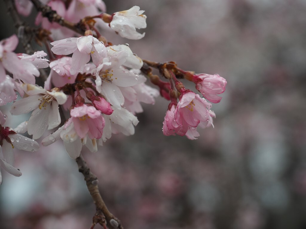 雨のお花見