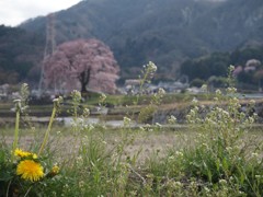 春の風景