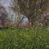 野の春