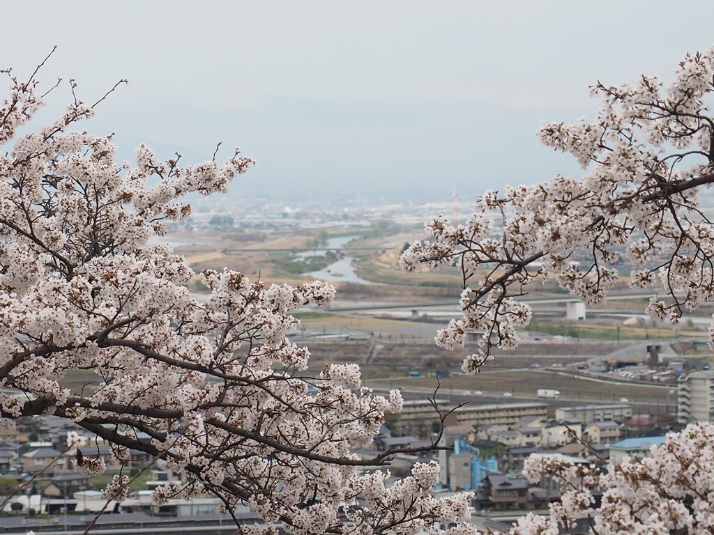 桜 2