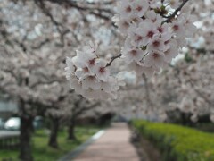 桜並木 2