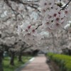 桜並木 2