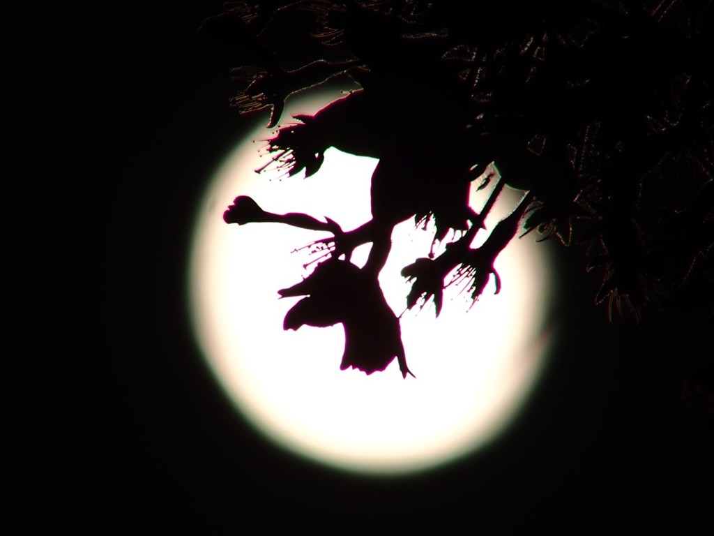 月夜の花見 3