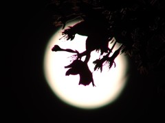 月夜の花見 3