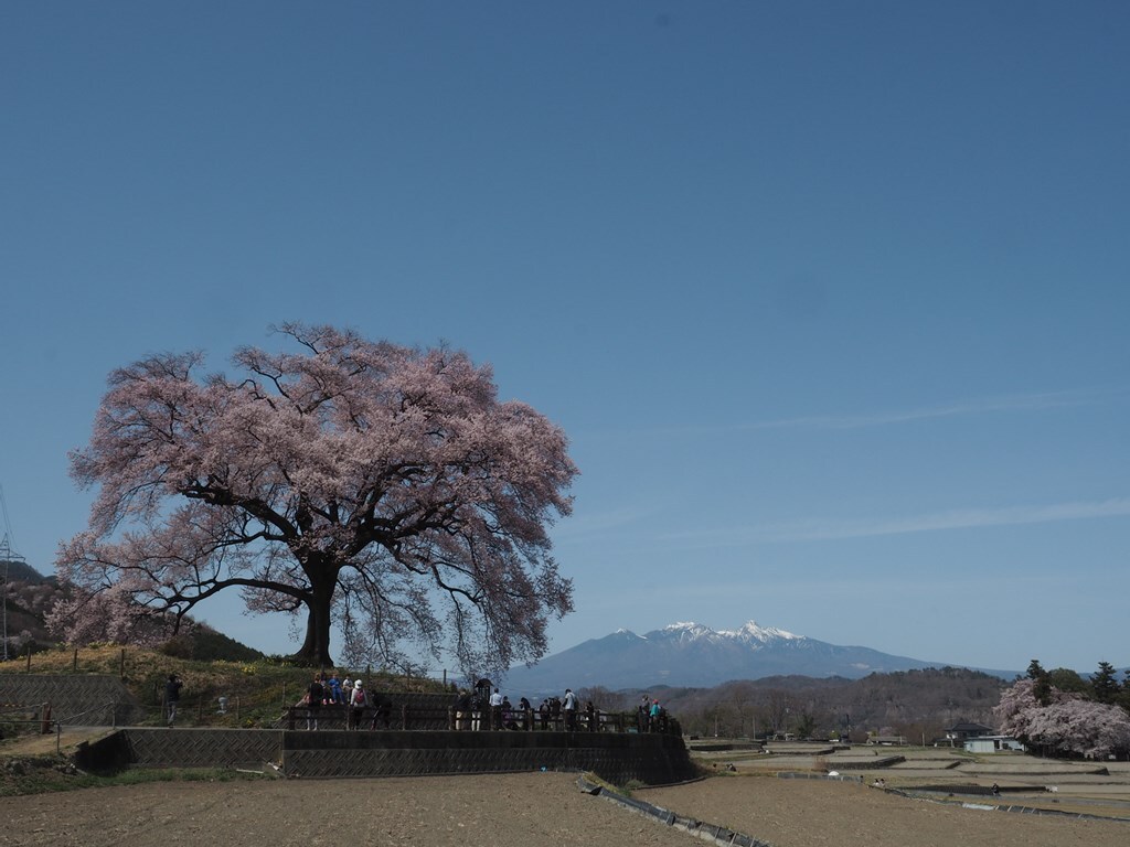 一本桜と雪山