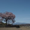 一本桜と雪山