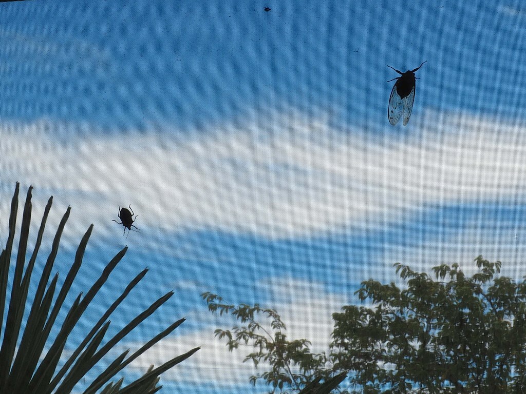 夏の記憶