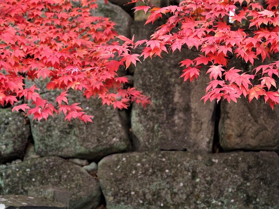 石垣と紅葉