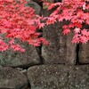 石垣と紅葉