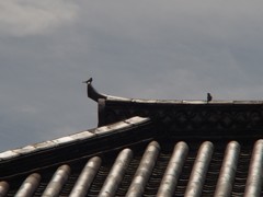 天守の屋根に遊ぶ