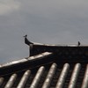 天守の屋根に遊ぶ
