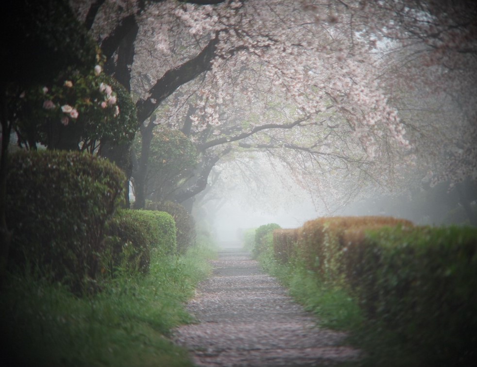 霧の桜並木