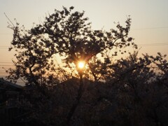 朝日と桜