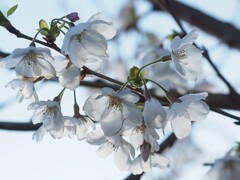朝日に輝く 2