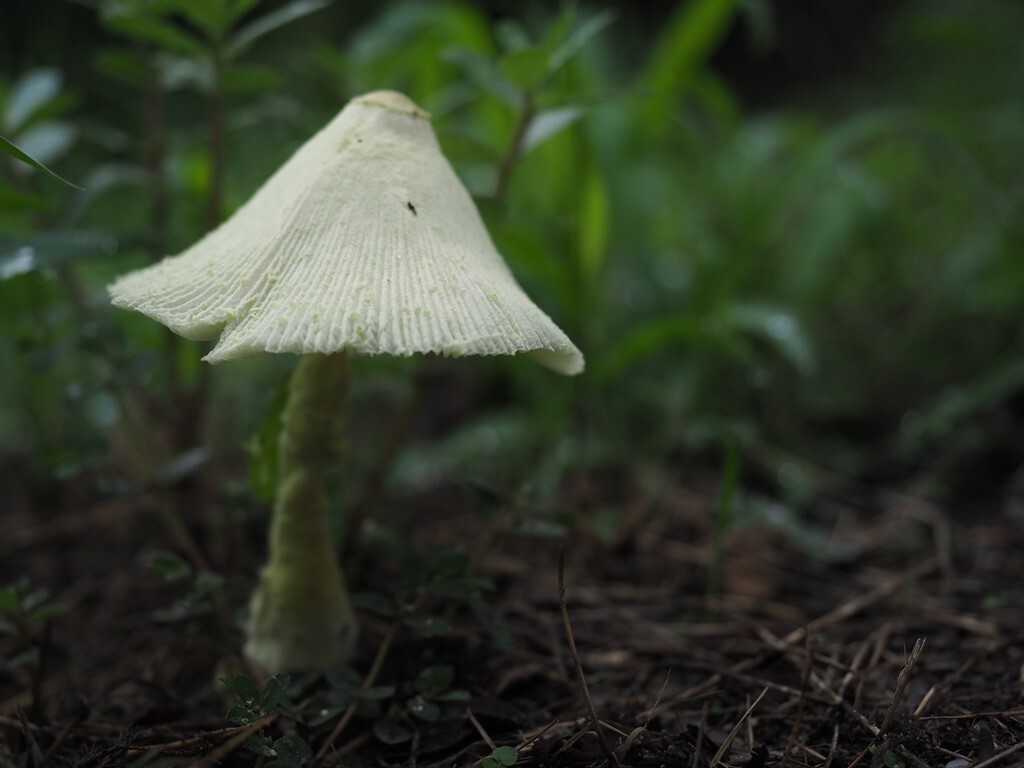 雨続き