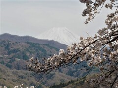 桜と富士山