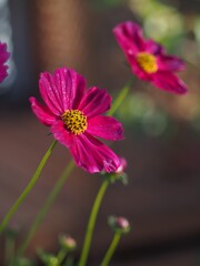 朝日に向かって