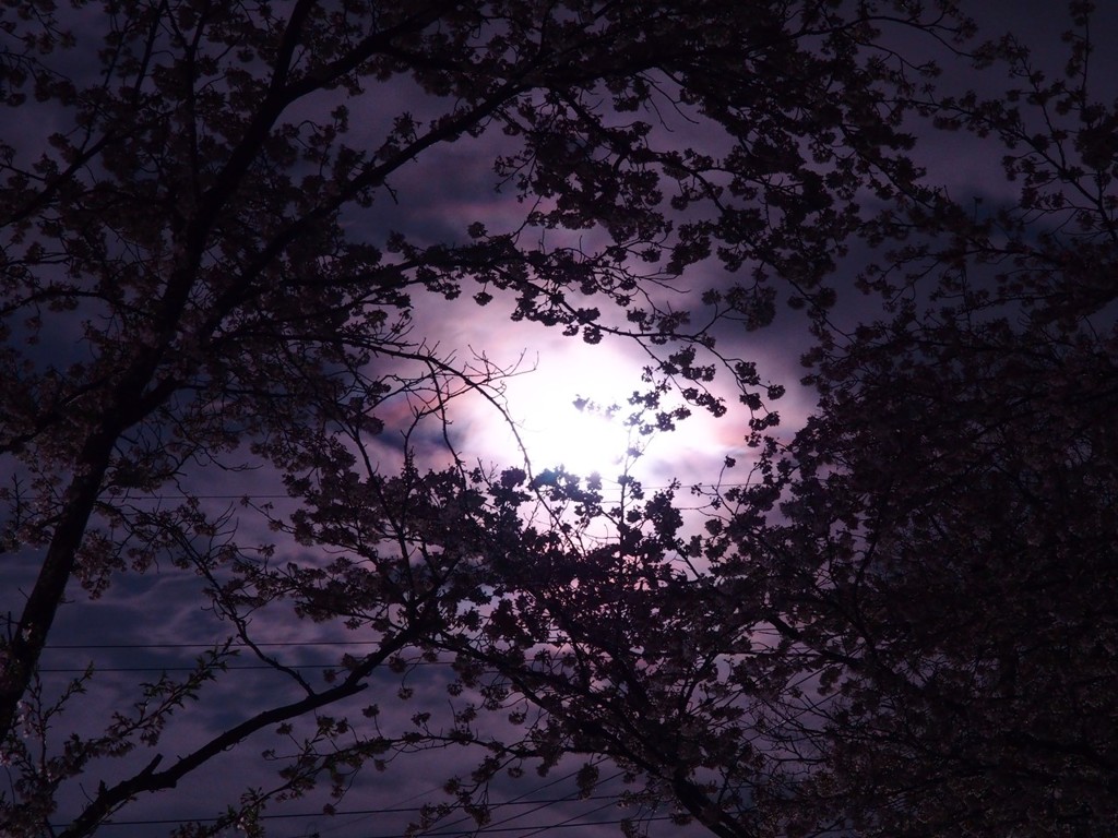 月夜の花見 1