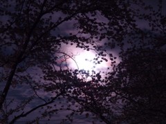 月夜の花見 1