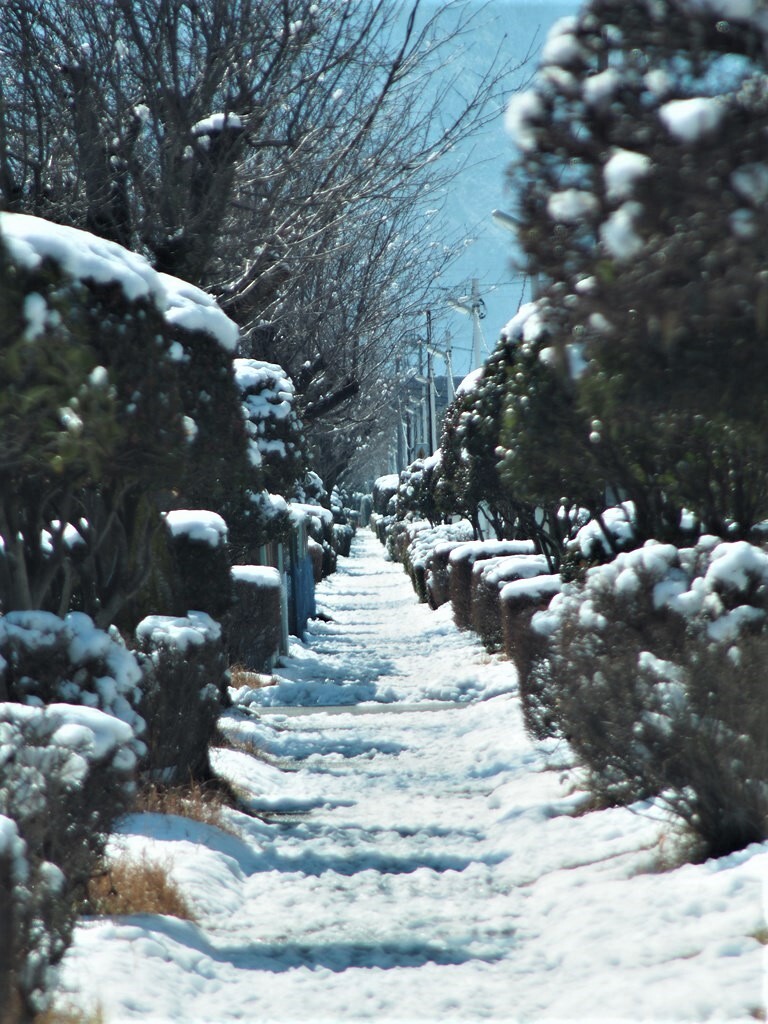 雪の小道
