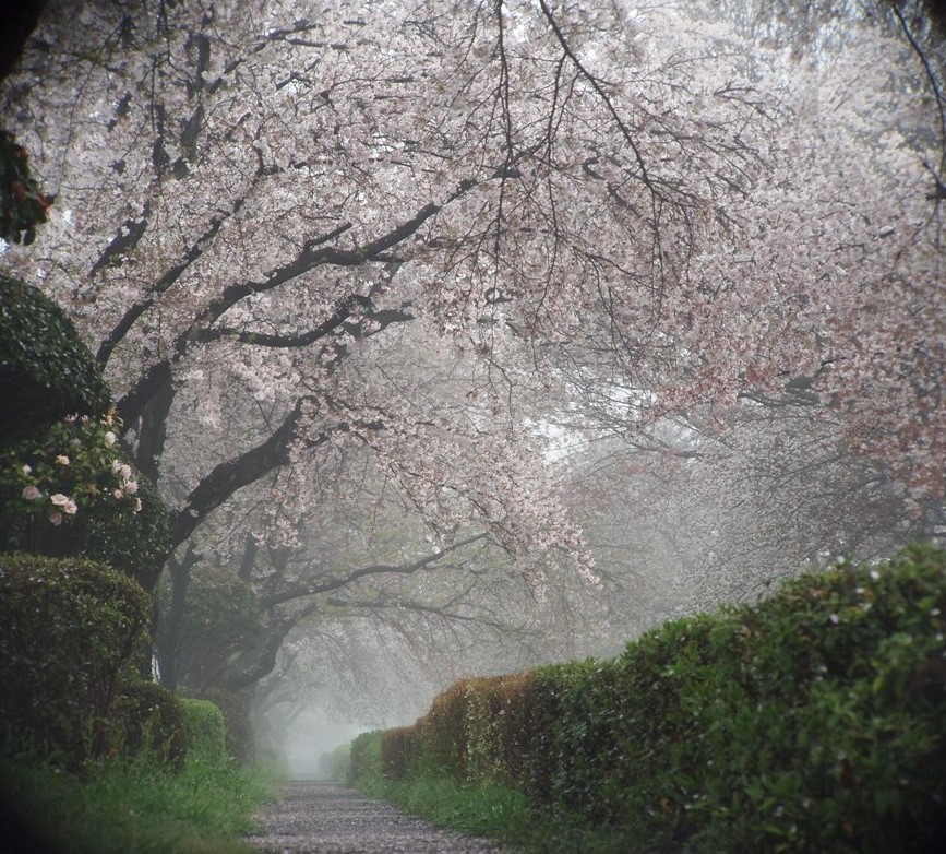 霧の桜並木 2