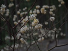 ミツマタの花
