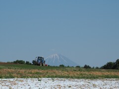 初夏の畑仕事