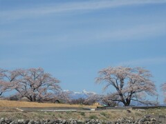 丘の桜と雪山