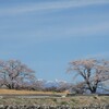 丘の桜と雪山