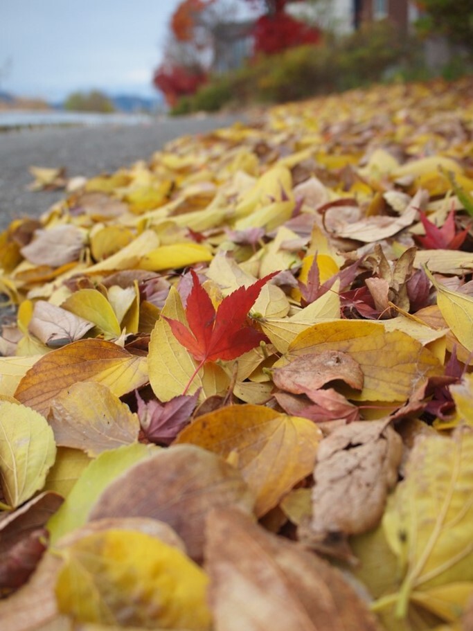 街路樹の紅葉もそろそろおしまい