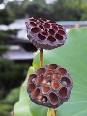 蓮の実