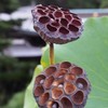 蓮の実
