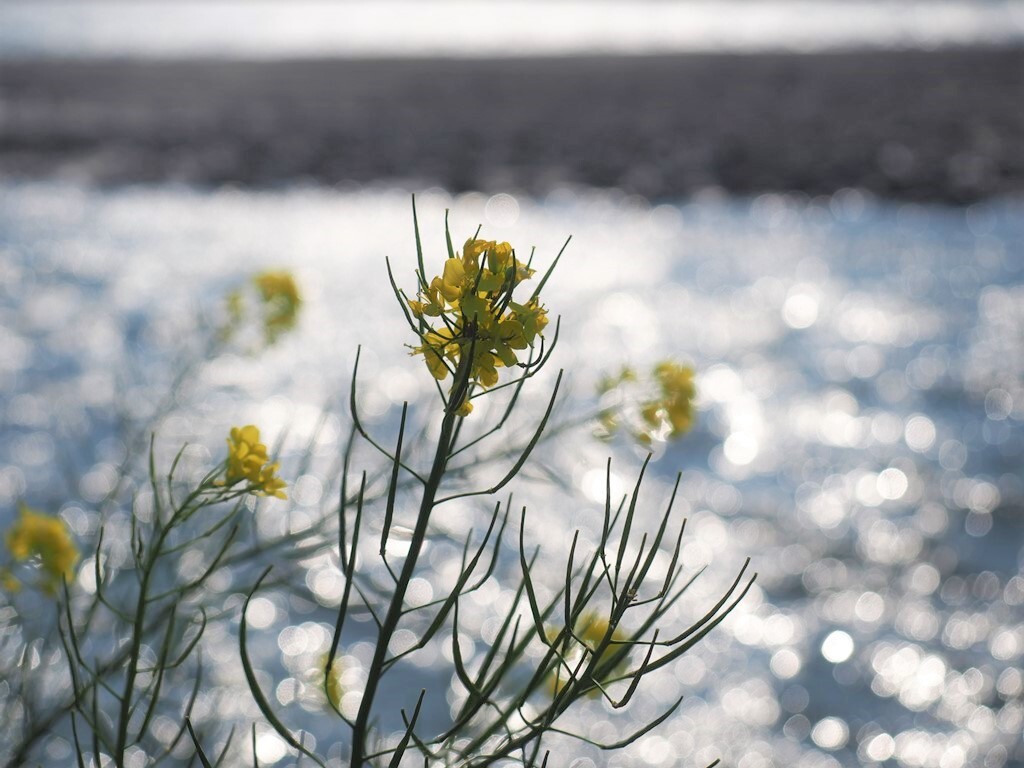 河原の菜の花