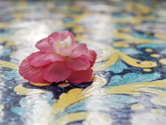 落花