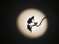 月夜の花見