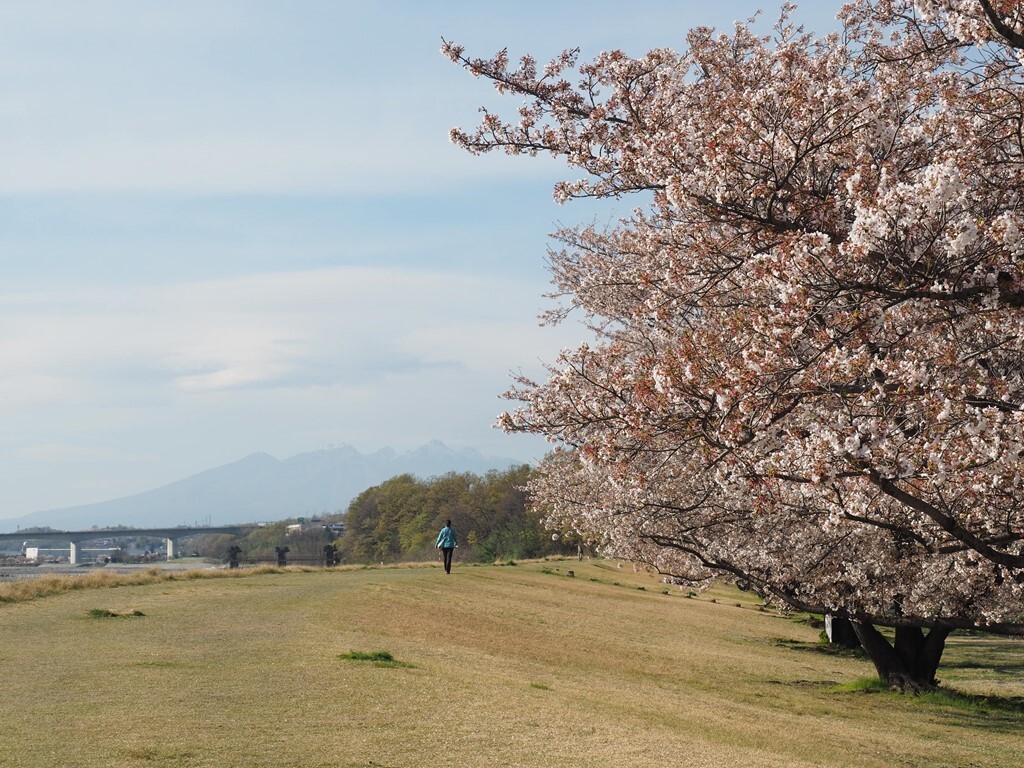 葉桜